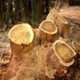 Statewide Tree Managment