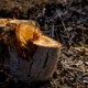 City Tree Services