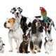 Vita Vet.Com
