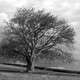 Planeta Biodiverso